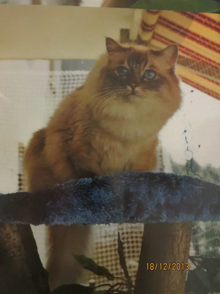 Condolence image of Uschi mit Seelenkatzen Jojo und Merlin