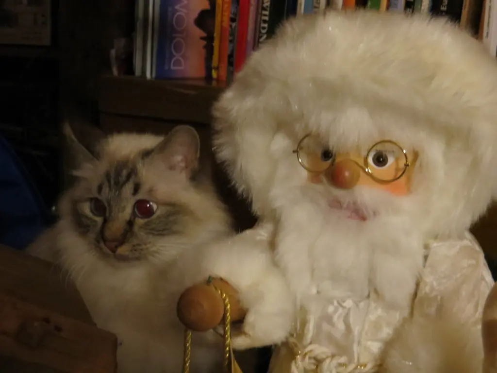 Condolence image of Uschi mit Seelenkatzen Jojo und Merlin