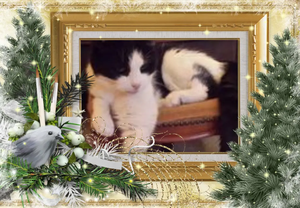 Condolence image of Klaudia mit Misiu❤❤❤Ganz Tief im Herzen❤