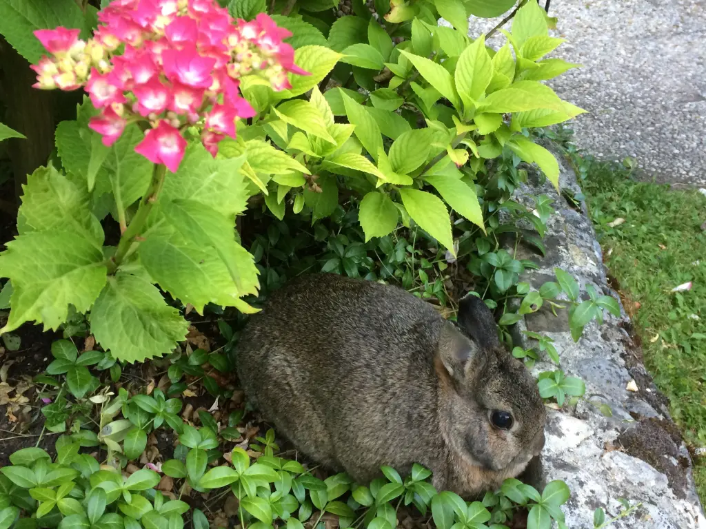 Condolence image of Sonnenstrahlenrosen zum Sonntag