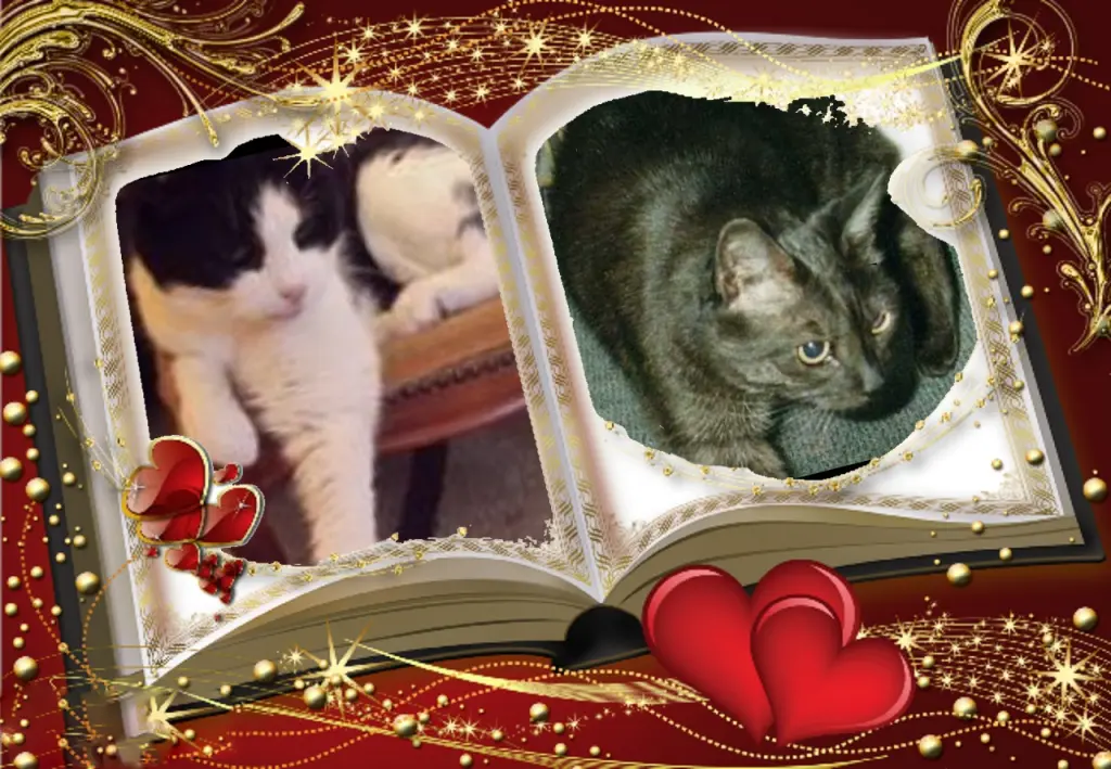 Condolence image of Klaudia mit Misiu❤❤❤Ganz Tief im Herzen❤