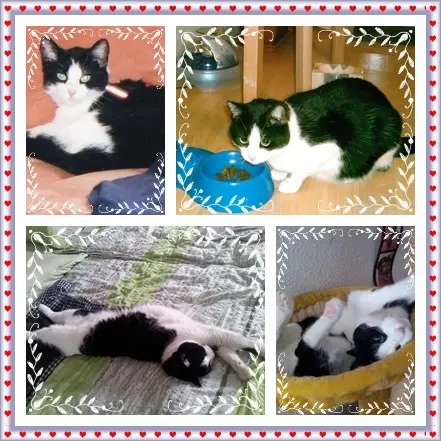 Condolence image of deiner Ilse zum 1. Todestag