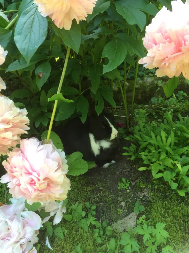 Condolence image of Rosen für Fee 