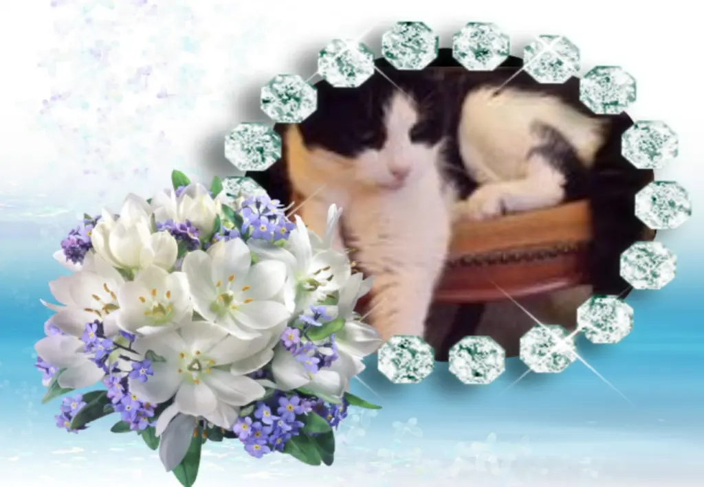 Condolence image of Klaudia mit Misiu❤❤❤Ganz Tief im Herzen❤