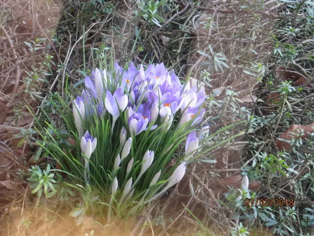 Condolence image of Uschi mit Seelenkatzen Jojo und Merln