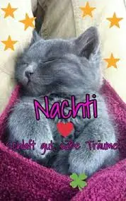 Condolence image of Brigitte mit Nelly, Benny und Axel im Herzen