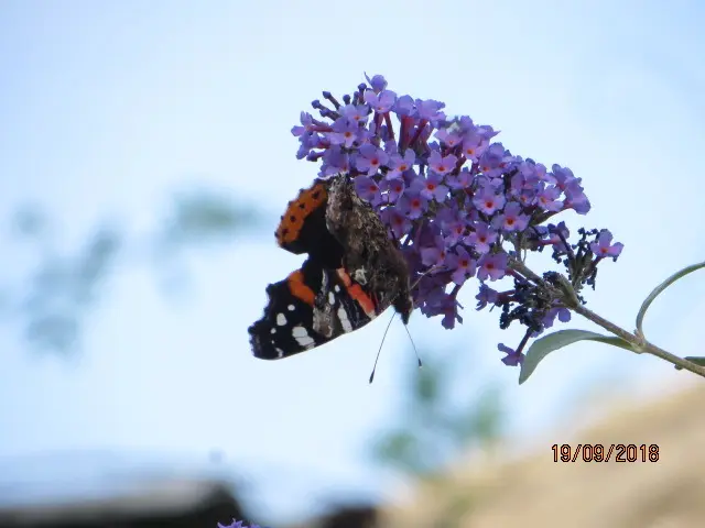 Condolence image of Uschi mit Seelenkatzen Jojo und Merlin