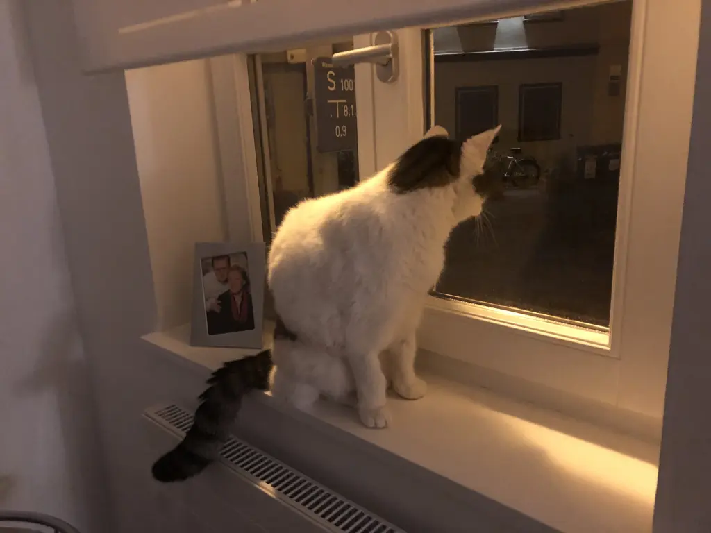 Condolence image of Susanne mit Cedric im Herzen 