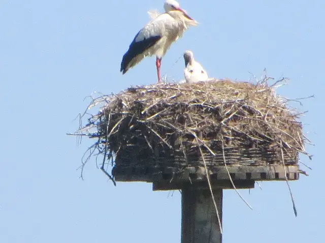 Condolence image of Uschi mit Seelenkatzen Jojo und Merlin