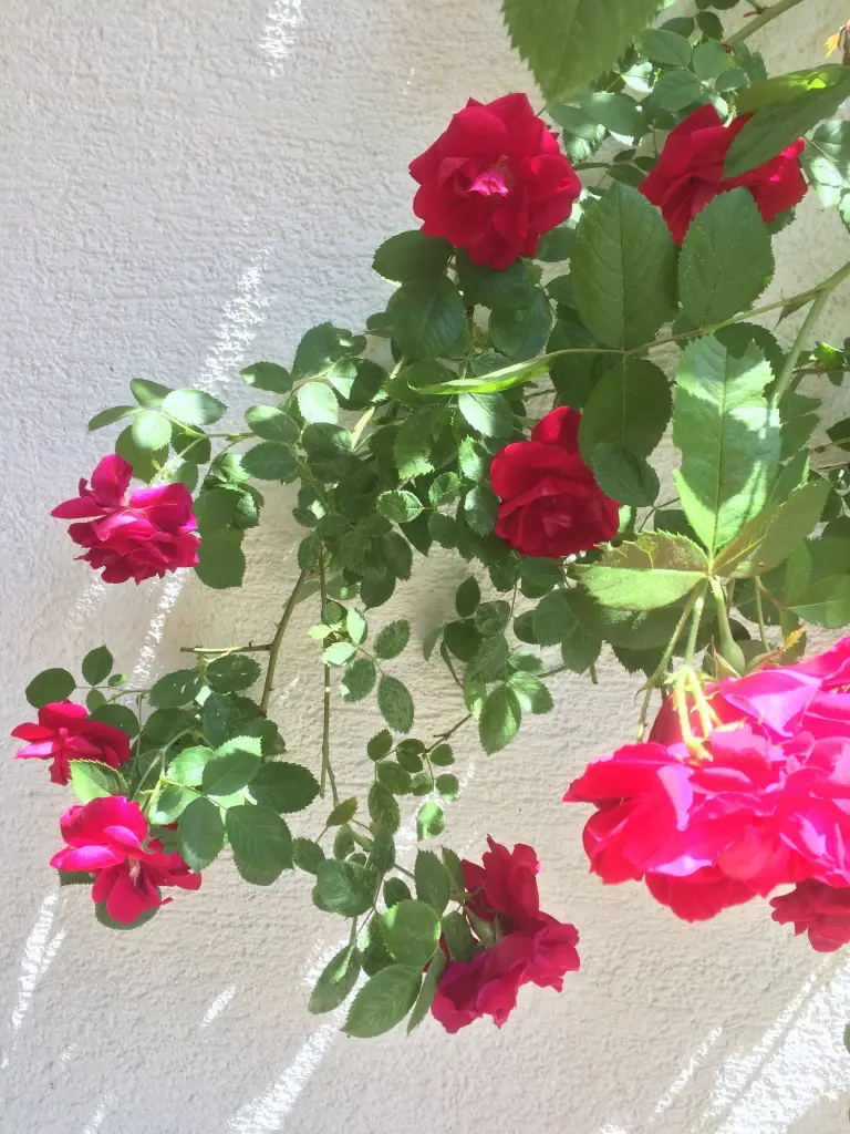 Condolence image of Hoffnungsrosen für Jule 