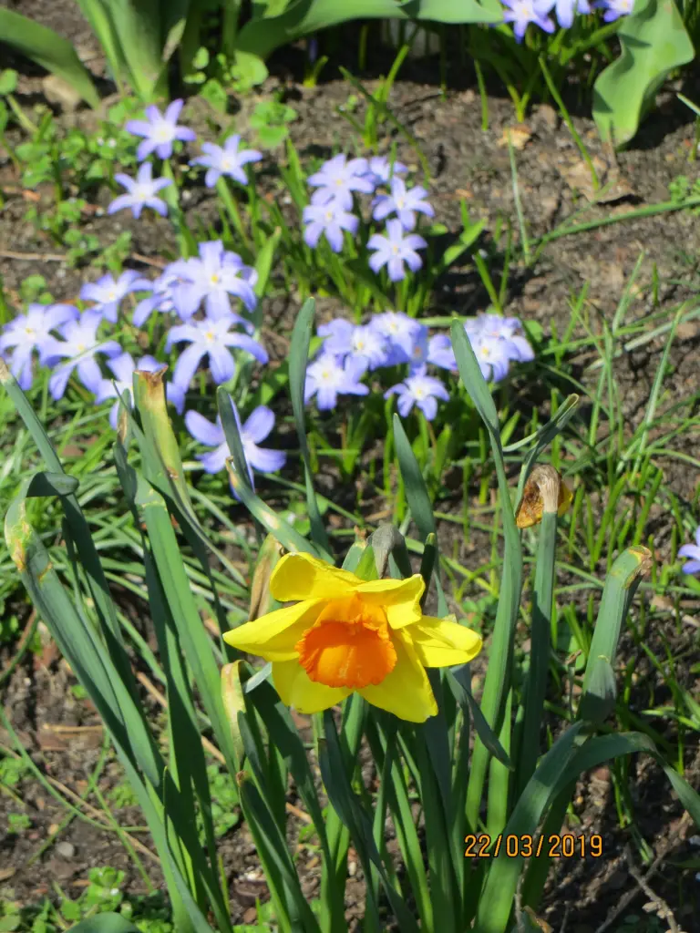 Condolence image of Uschi mit Seelenkatzen Jojo und Merlin
