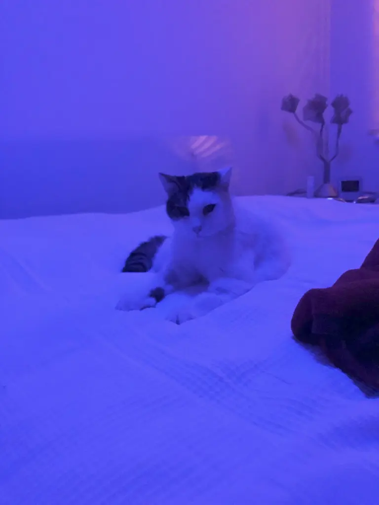 Condolence image of Susanne mit Cedric im Herzen 