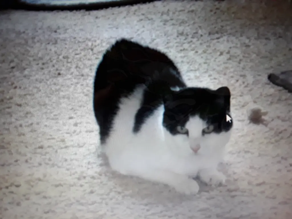 Condolence image of Eike und Edeltraud mit Mulle Miezi und Jonny tief im Herzen 