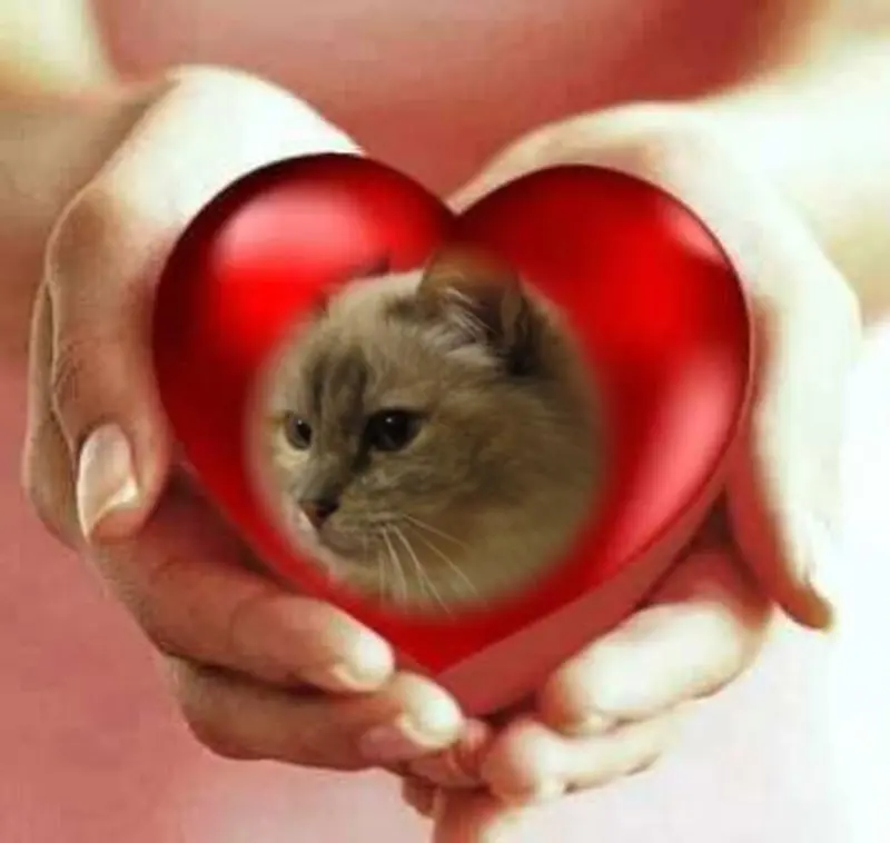 Condolence image of Uschi mit Seelenkatzen Jojo und Merlin