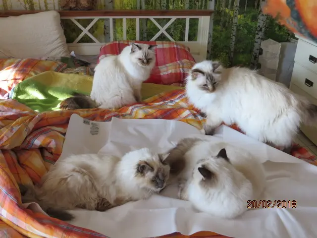 Condolence image of Uschi mit Seelenkatzen Jojo und Merln