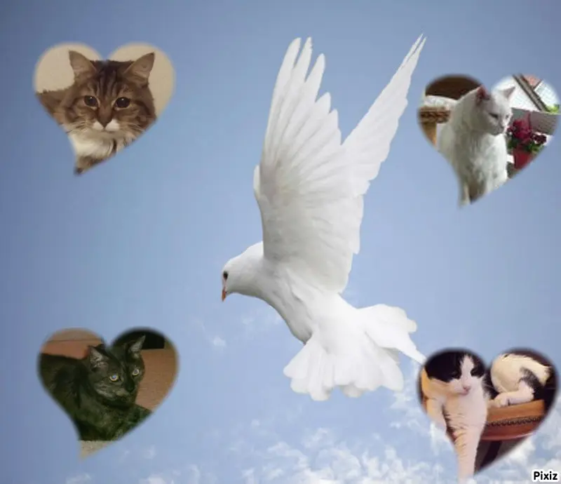 Condolence image of ❤️❤️❤️