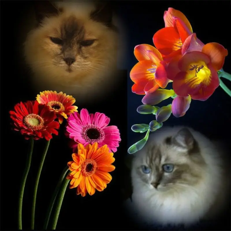 Condolence image of Uschi mit Seelenkatzen Jojo und Merlin