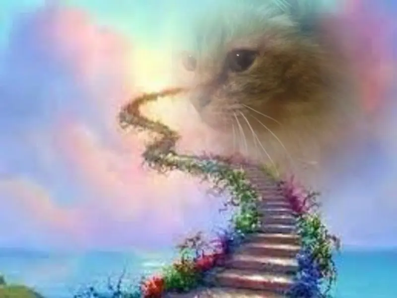 Condolence image of Jojo aus dem Regenbogenland