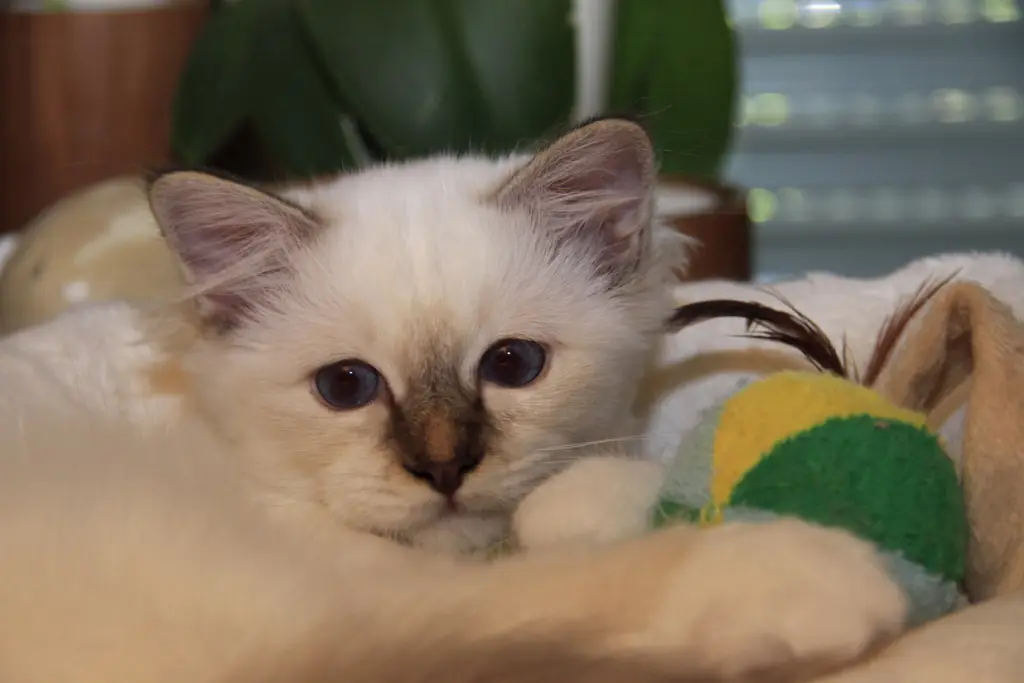 Condolence image of Uschi