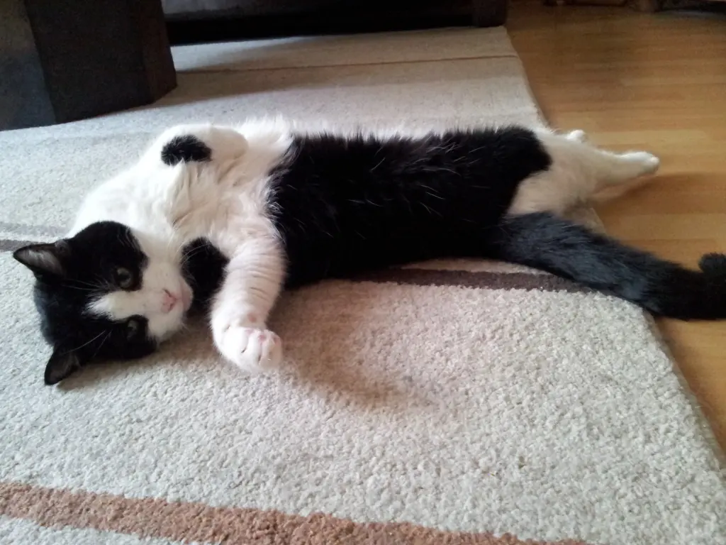 Condolence image of deiner Ilse, 17 Monate ohne Dich