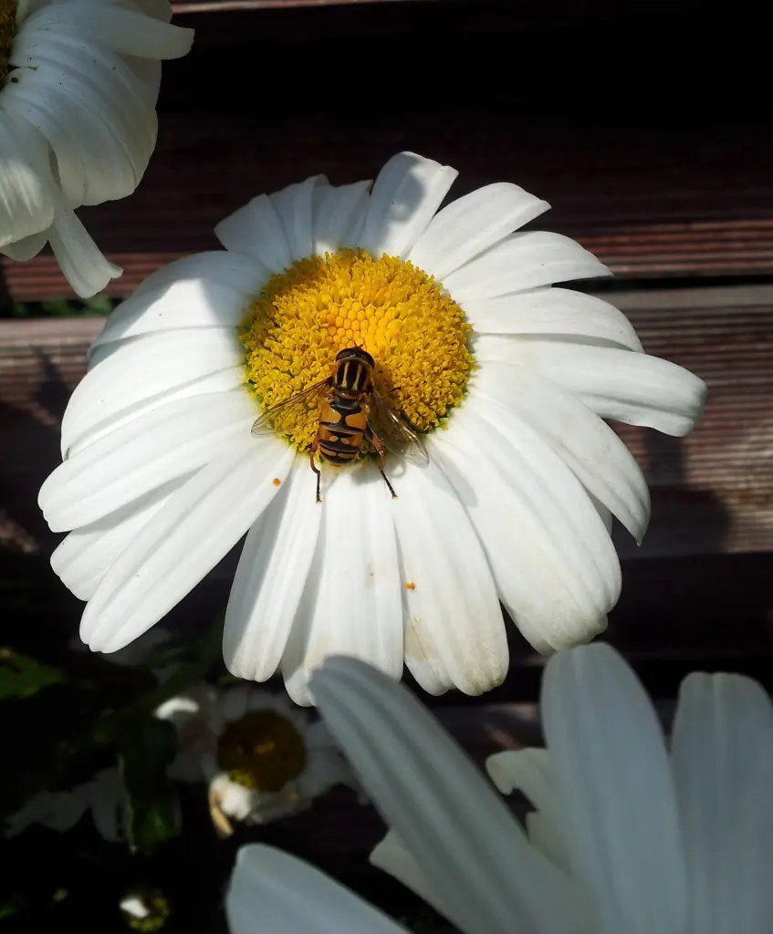 Condolence image of Ilse für Volkmar und Fee