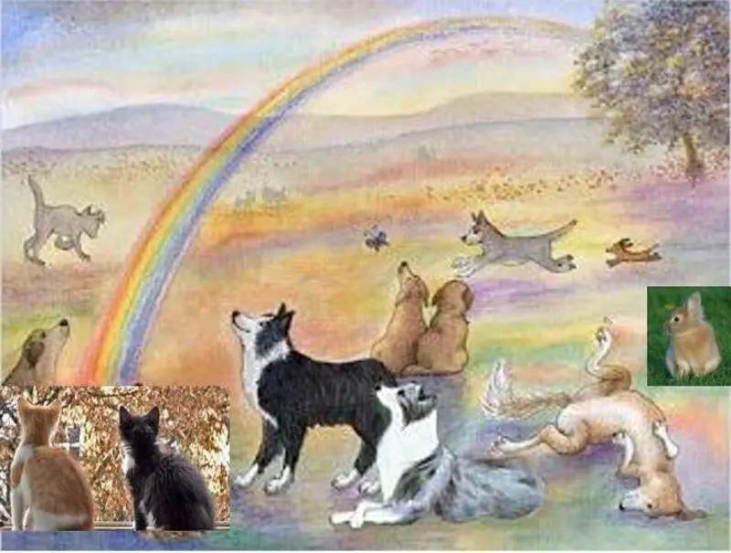 Condolence image of Eine Montagsrose für Fee