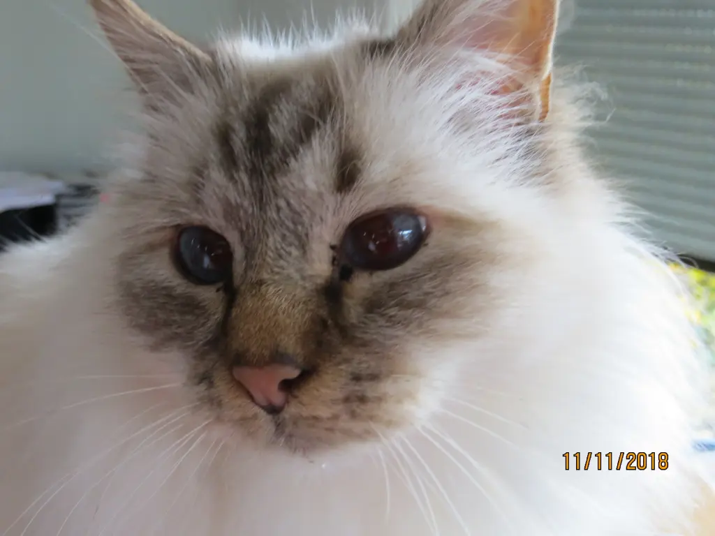Condolence image of Uschi mit Seelenfreunden Shiva, Jojo und Merlin
