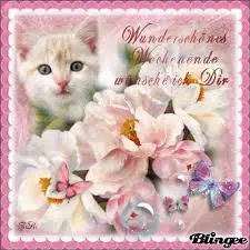 Condolence image of 1 Wochenendrose