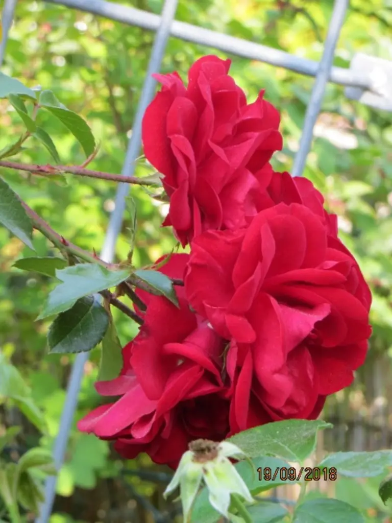Condolence image of Uschi mit Seelenfreunden Shiva, Jojo und Merlin