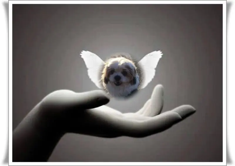 Condolence image of Marika mit Balou und Hippo im Herzen