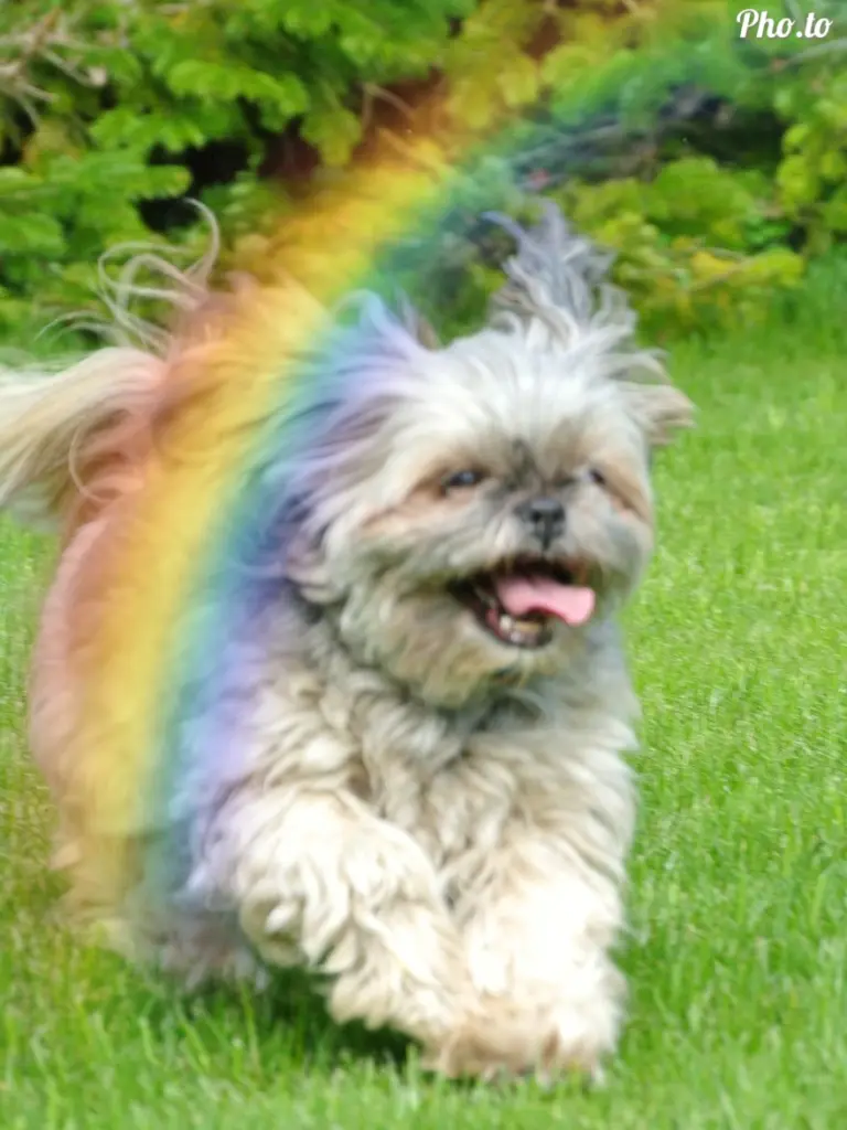 Condolence image of Kathrin mit Susi im Herzen