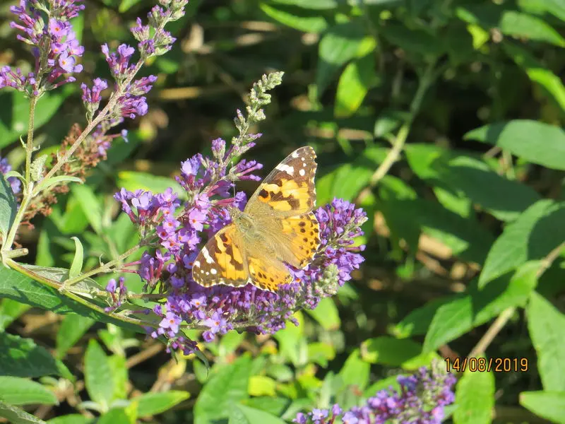 Condolence image of Uschi mit seelenfreunden Shiva, Jojo und Merlin