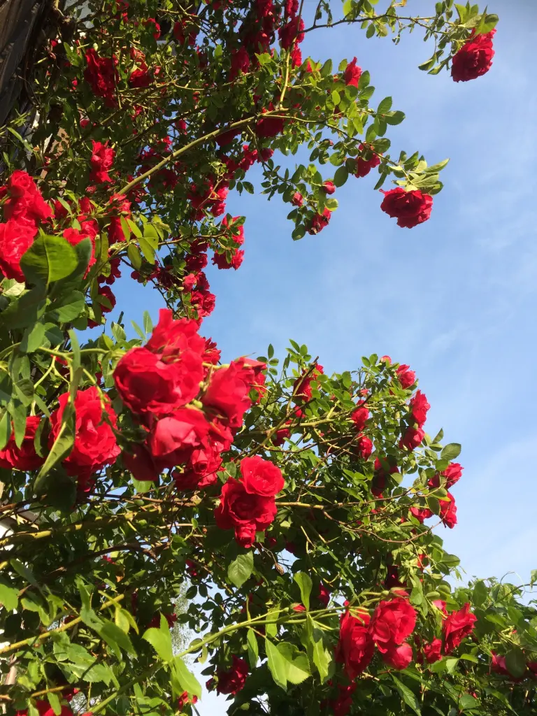 Condolence image of Eine Geschichte (für Momo)