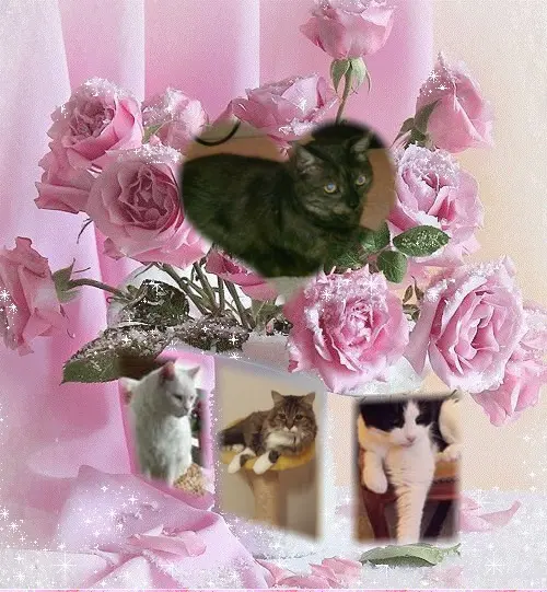 Condolence image of ❤️❤️❤️