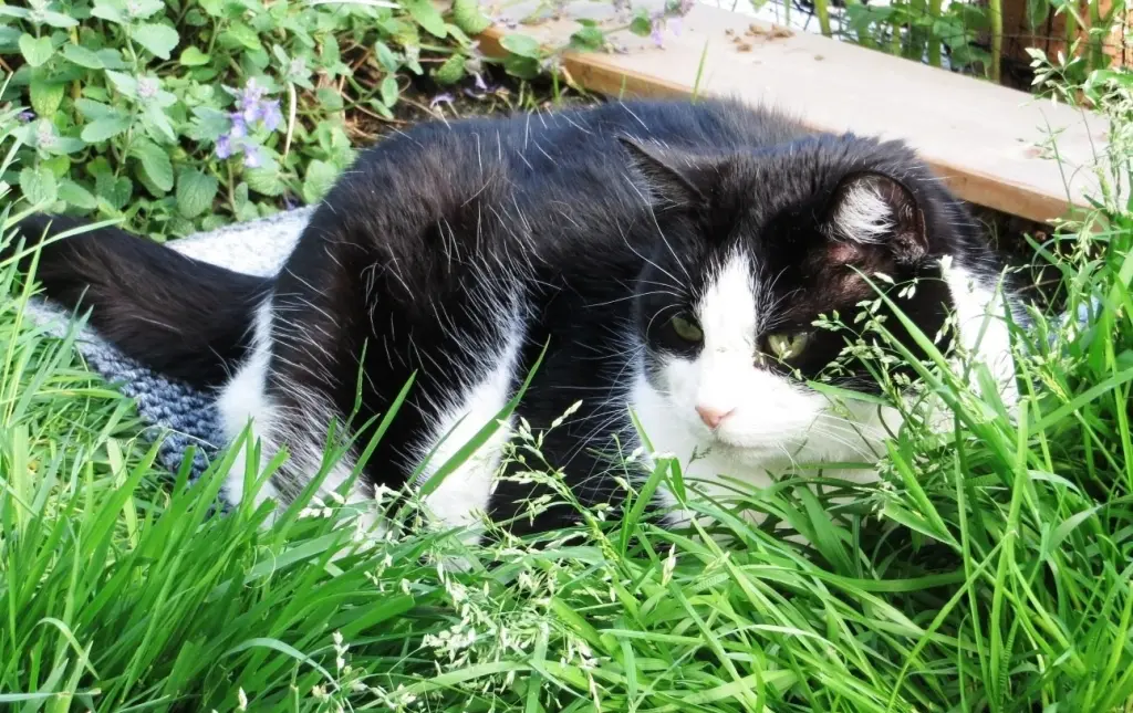 Condolence image of deiner Ilse, 20 Monate ohne Dich