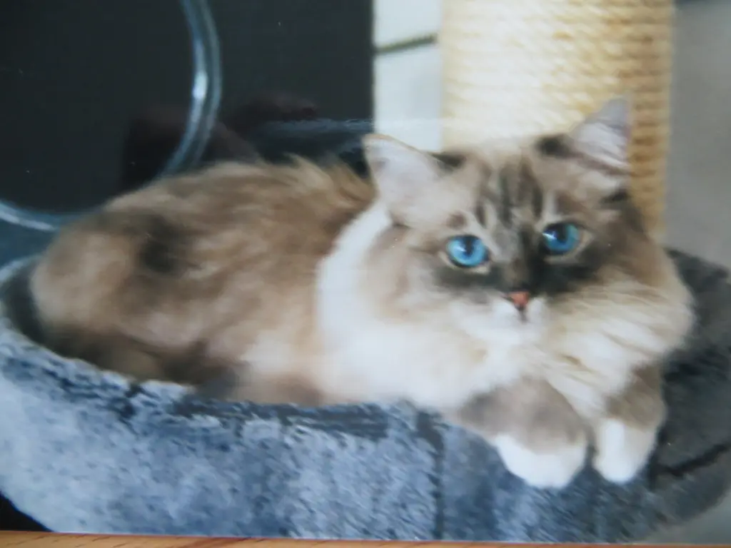 Condolence image of Merlin aus dem Regenbogenland