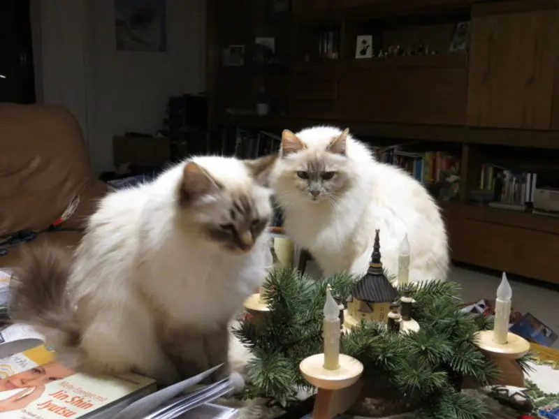 Condolence image of Heilig Abend  im regenbogenland