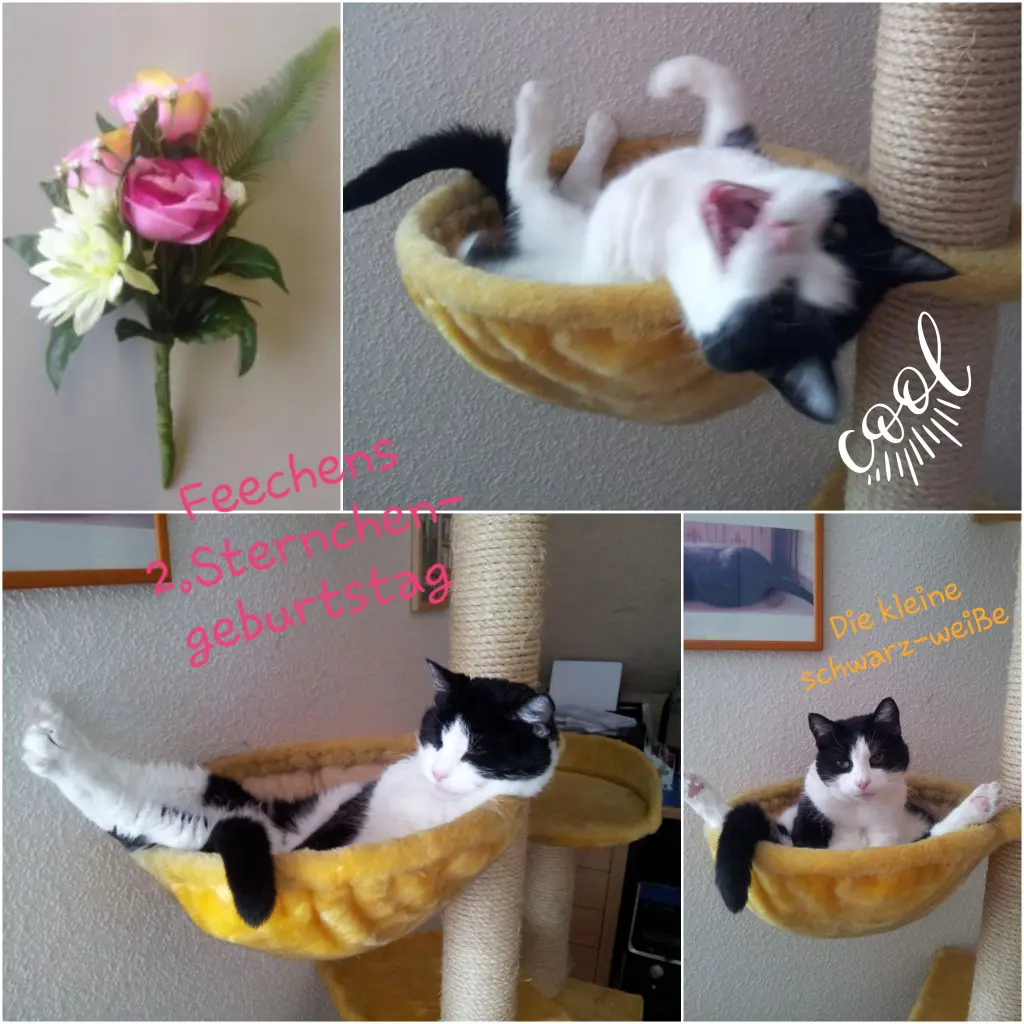 Condolence image of Eike und Edeltraud mit Mulle Miezi und Jonny tief im Herzen ♥️♥️♥️