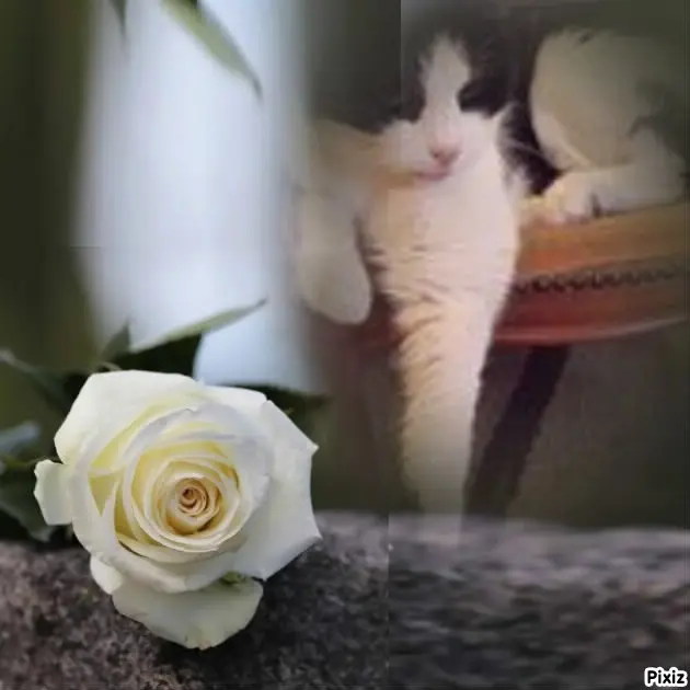 Condolence image of ❤️❤️❤️