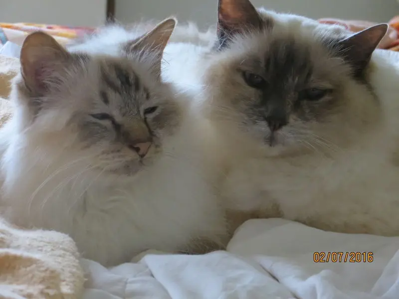 Condolence image of Uschi mit Seelenfreunden Shiva, Jojo und Merlin