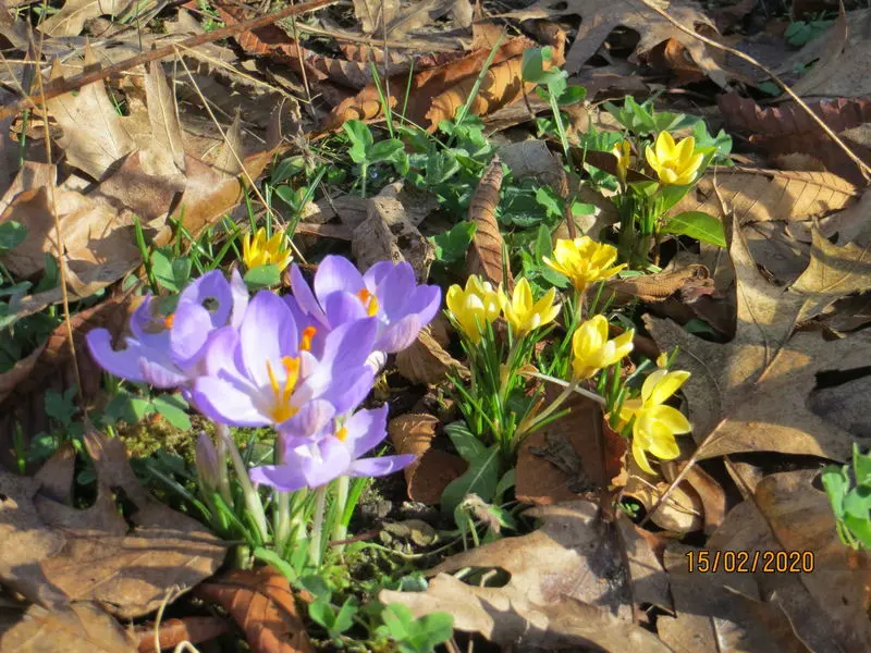 Condolence image of Uschi mit Seelenfreunden Shiva, jojo und Merlin