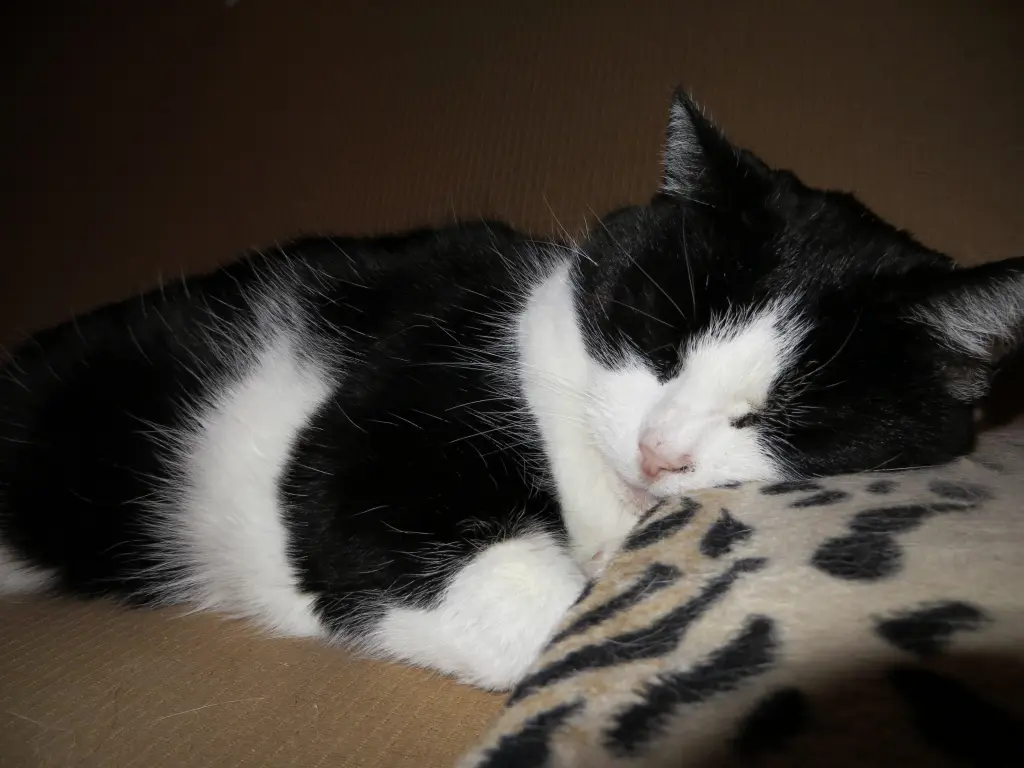 Condolence image of deiner Ilse in Liebe