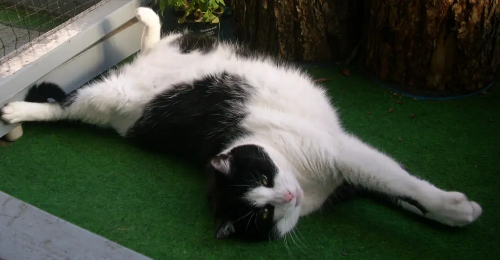 Condolence image of deiner Ilse in Liebe