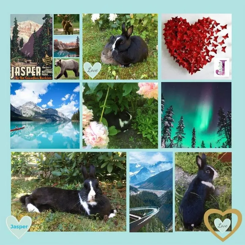 Condolence image of Rosen für Fee