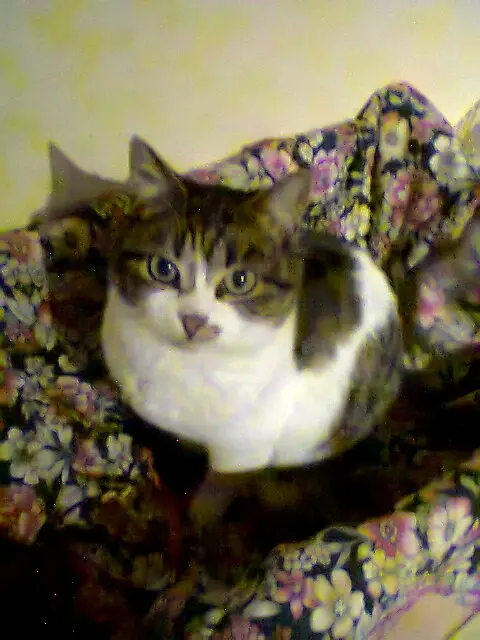 Condolence image of Corinna