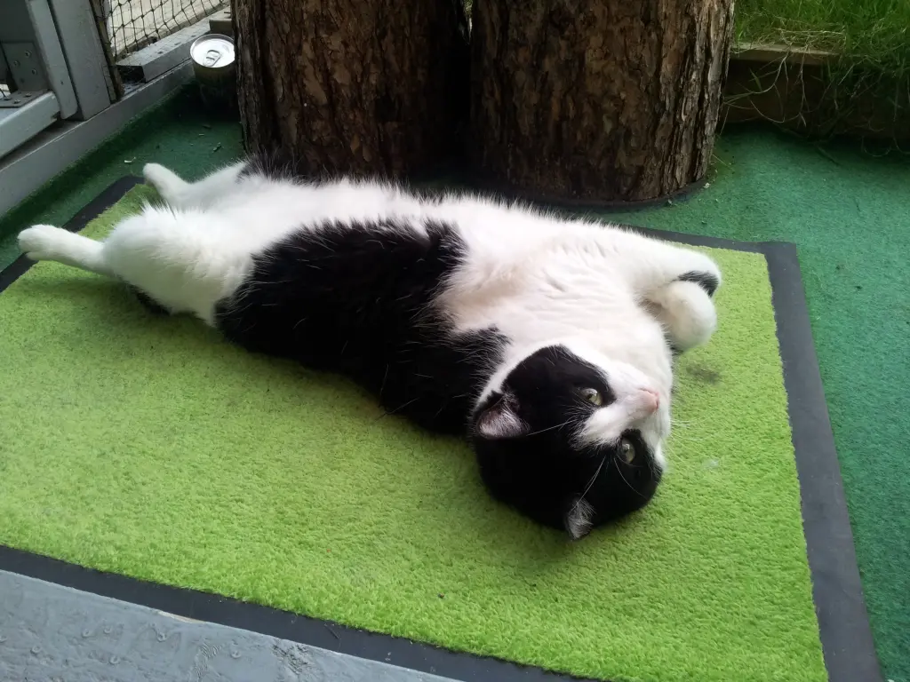 Condolence image of deiner Ilse in Liebe