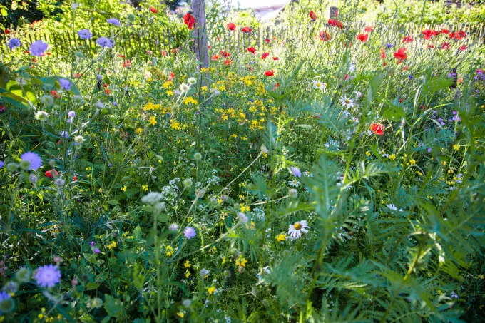 Condolence image of Benny, Regenbogenland