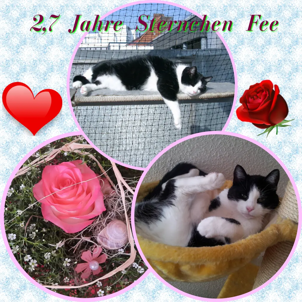 Condolence image of Eike und Edeltraud mit Mulle, Miezi, Jonny, Felix, Lemmi und Tommi tief im Herzen ❤❤❤❤❤❤