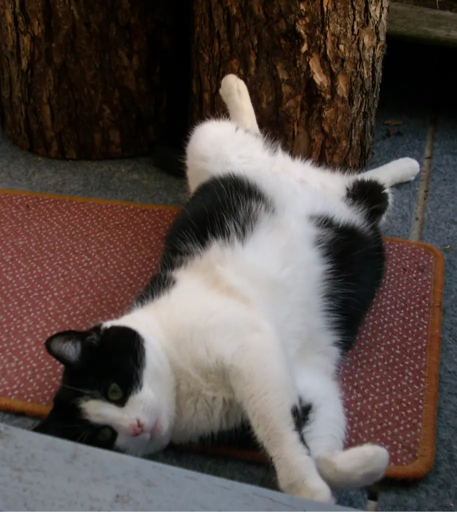 Condolence image of deiner Ilse, zwei Jahre und zehn Monate ohne dich