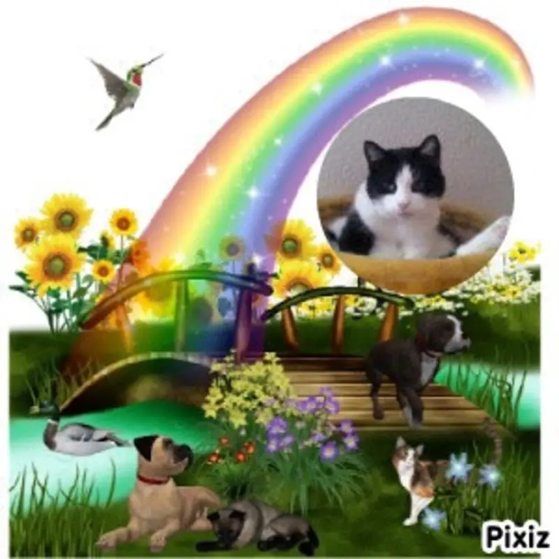 Condolence image of Jutta mit Purzel tief im Herzen✟08.05.2016 